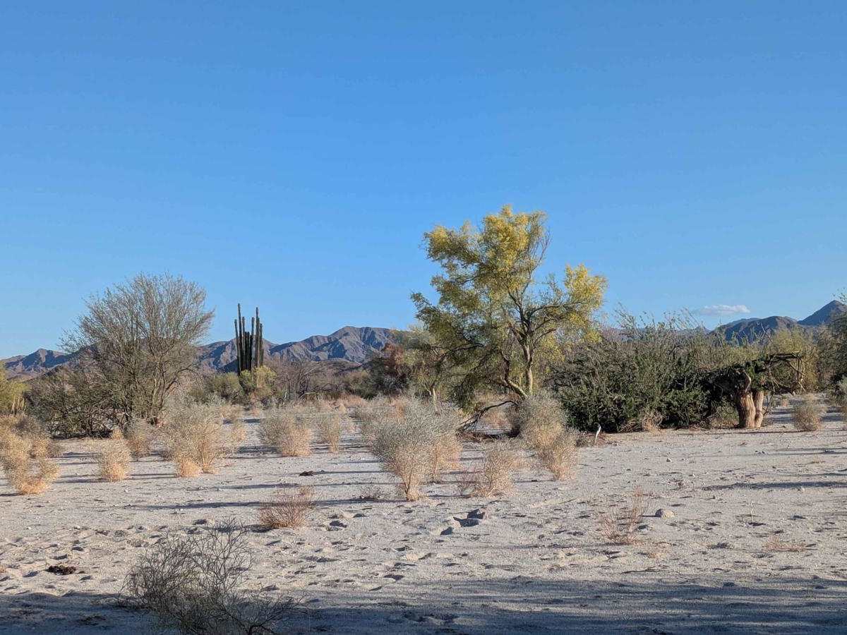 Octillo y Cacti Wash photo 3