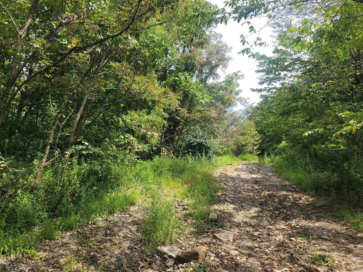 G16 - Sassafras Mountain photo 3