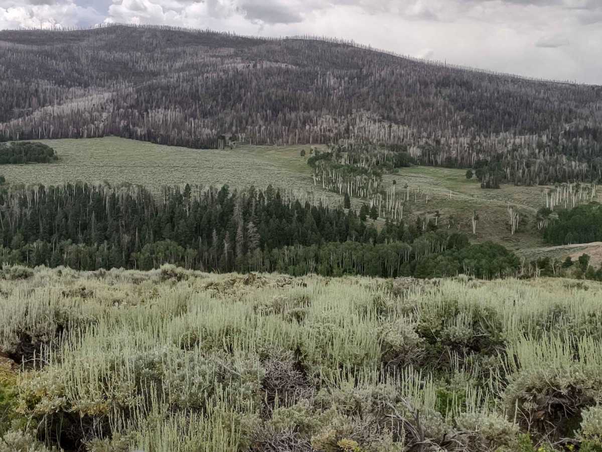 Interconnect Spur (FS 41186, 42468) trail photo