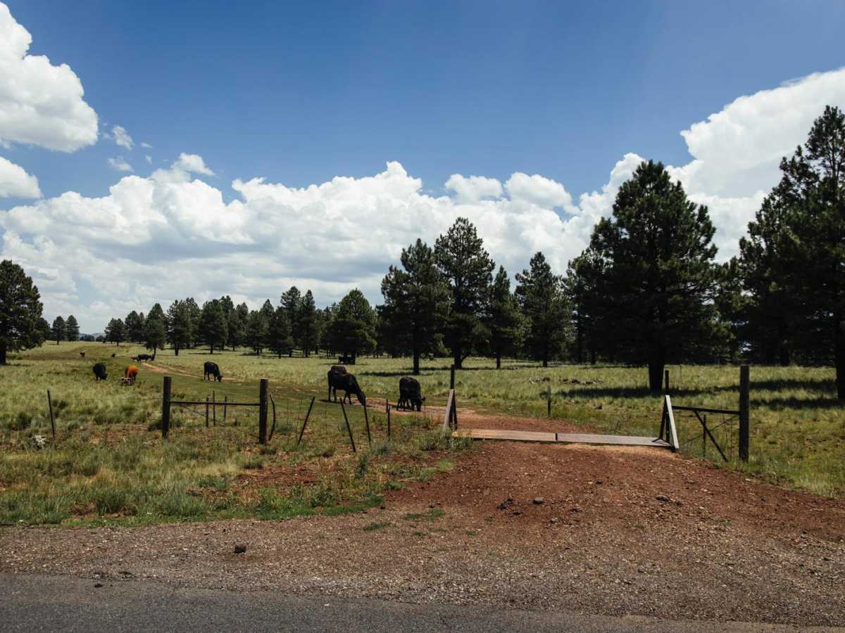 Cow Paradise trail photo