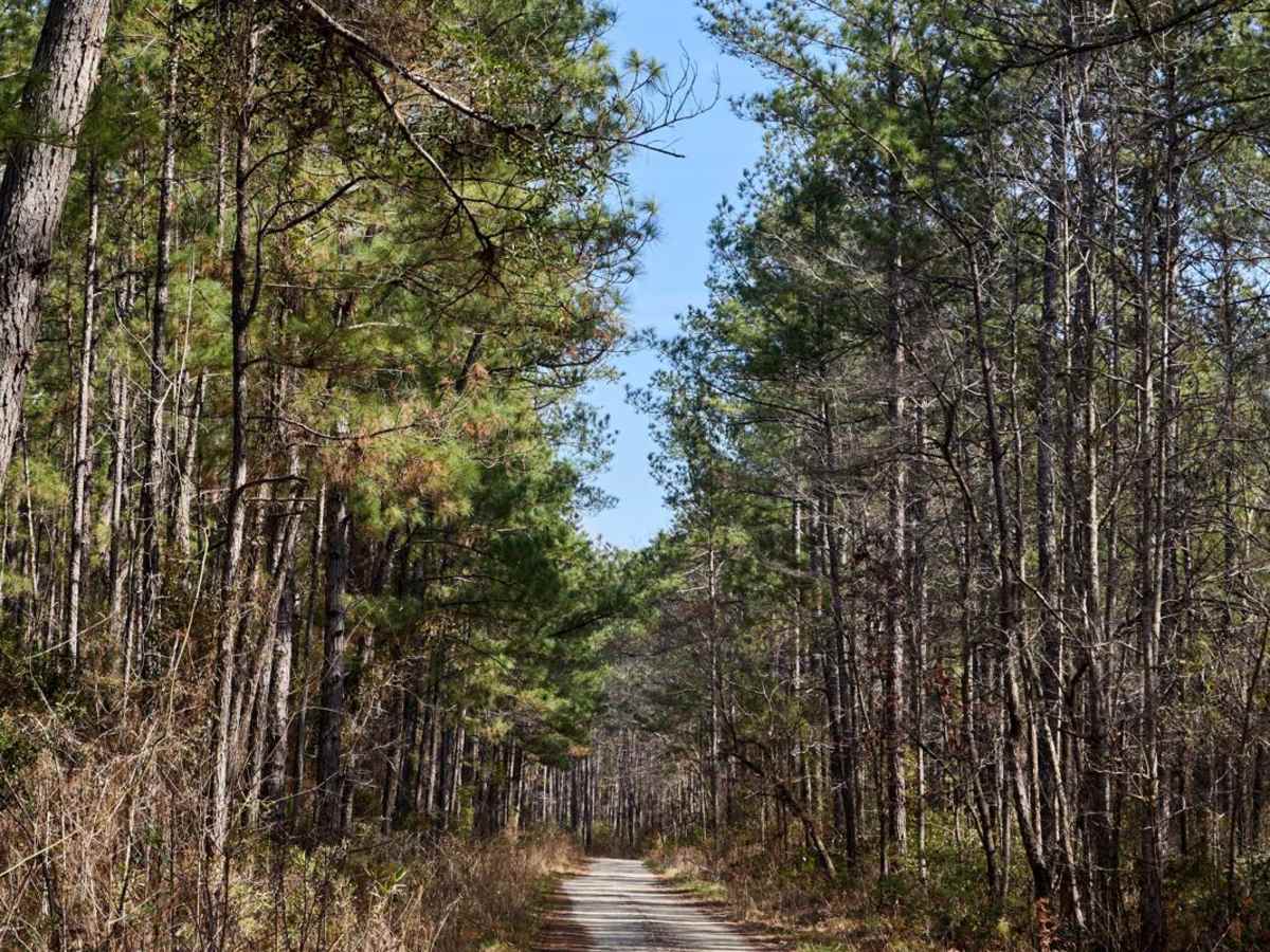 FSR6034 - Wiggins Road trail photo