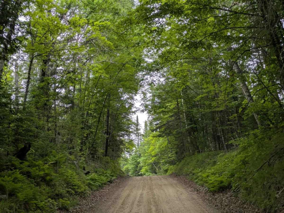 FS 3979 trail photo