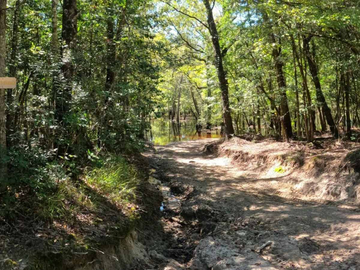 Jamey's Swamp Road photo 4