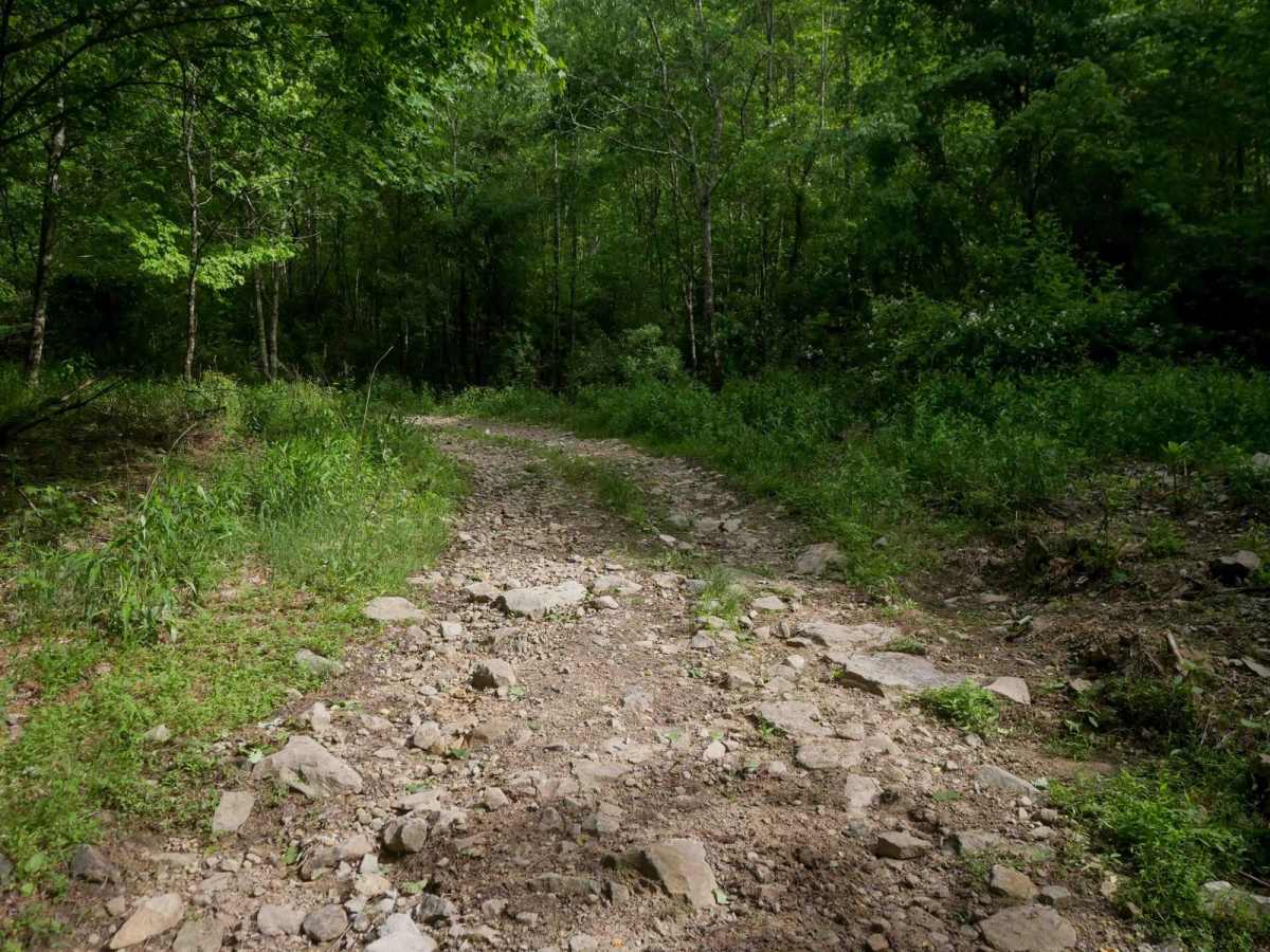 MV18 trail photo