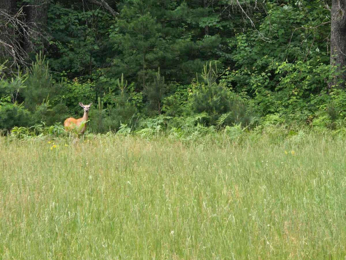 Piper Lake Rd photo 2
