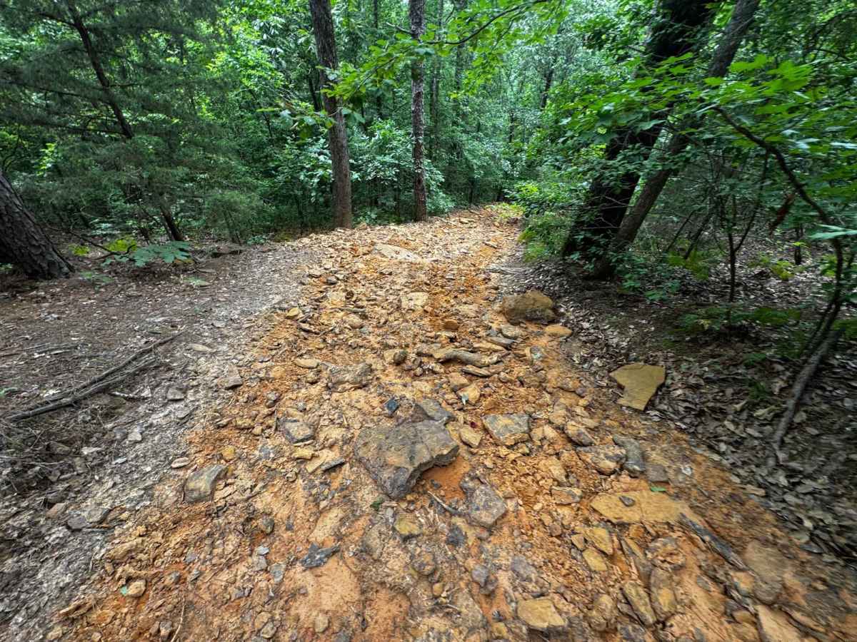 Wile E. Coyote photo 6