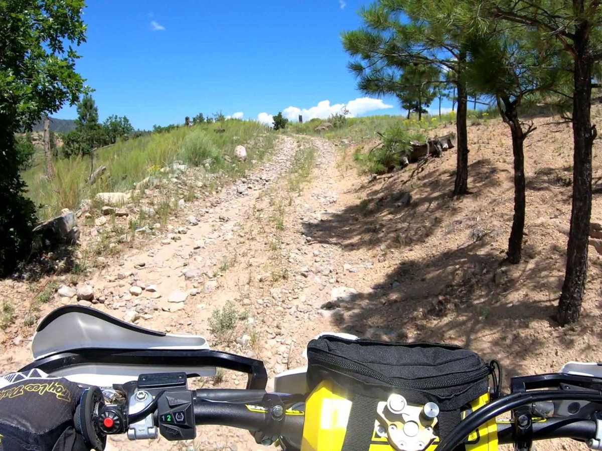 Pajarito - FR 446CC photo 5