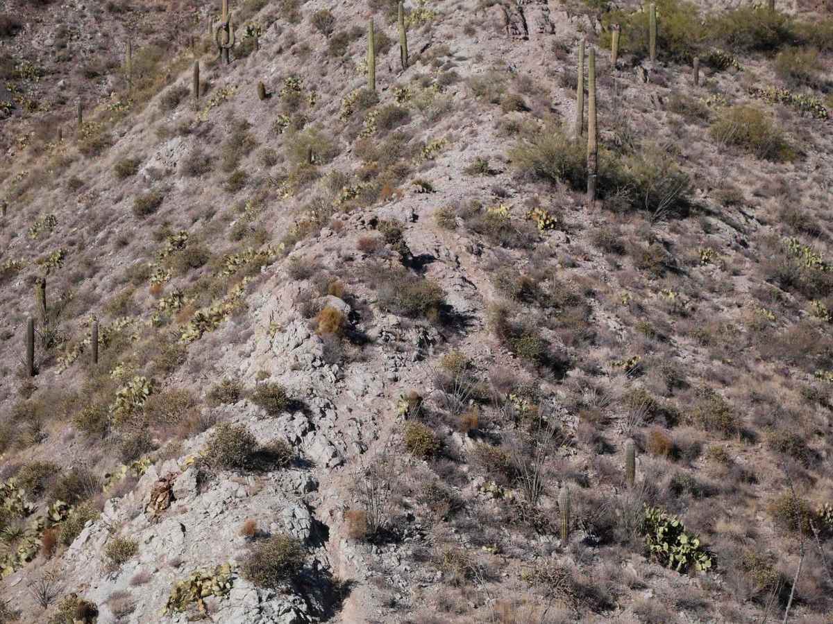 Picacho Peaks Singletrack photo 4