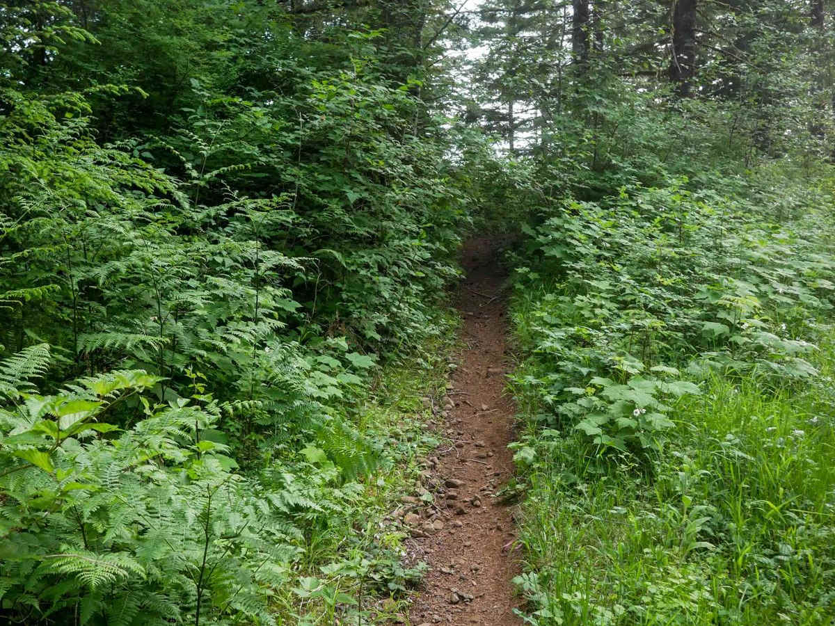Firefox ATV trail photo