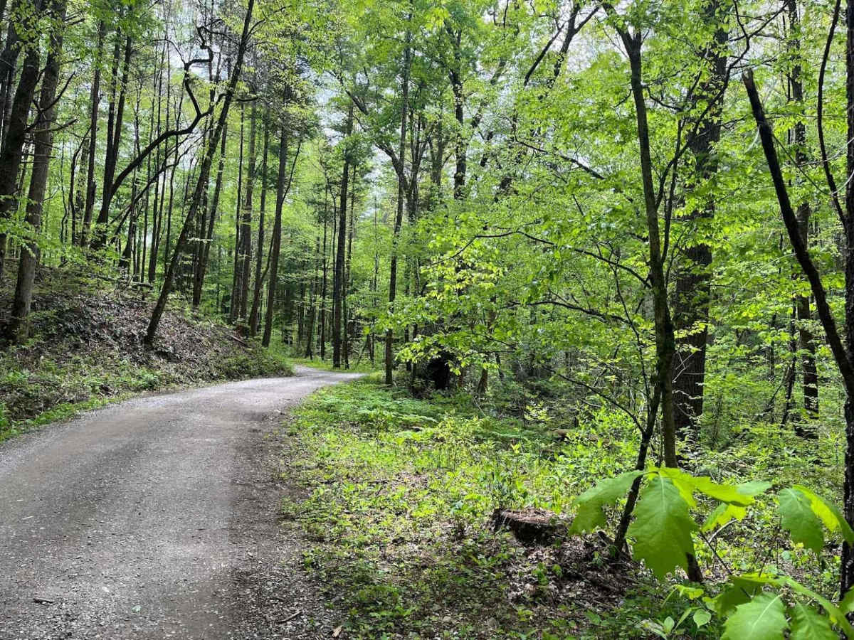 Parson Branch Road photo 4