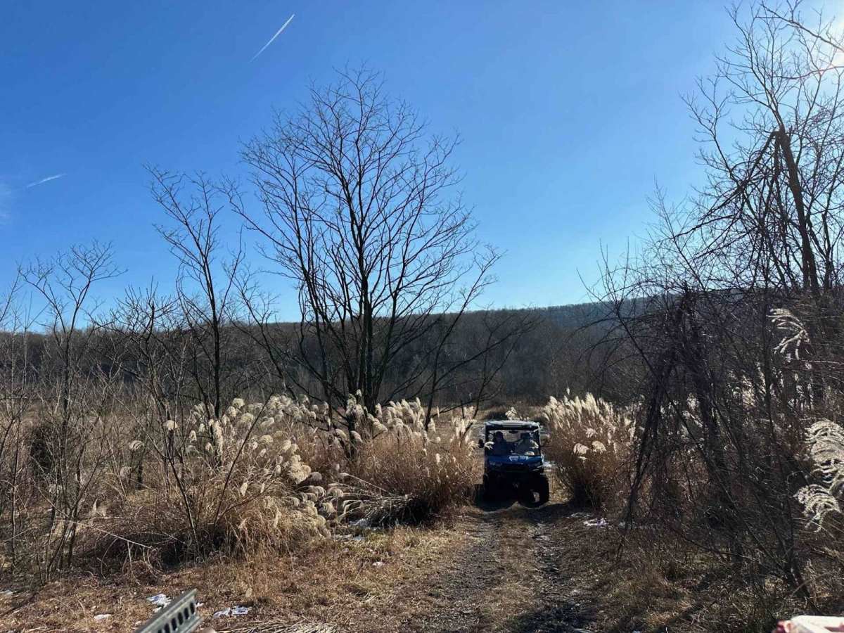 Locust Gap 11 photo 5