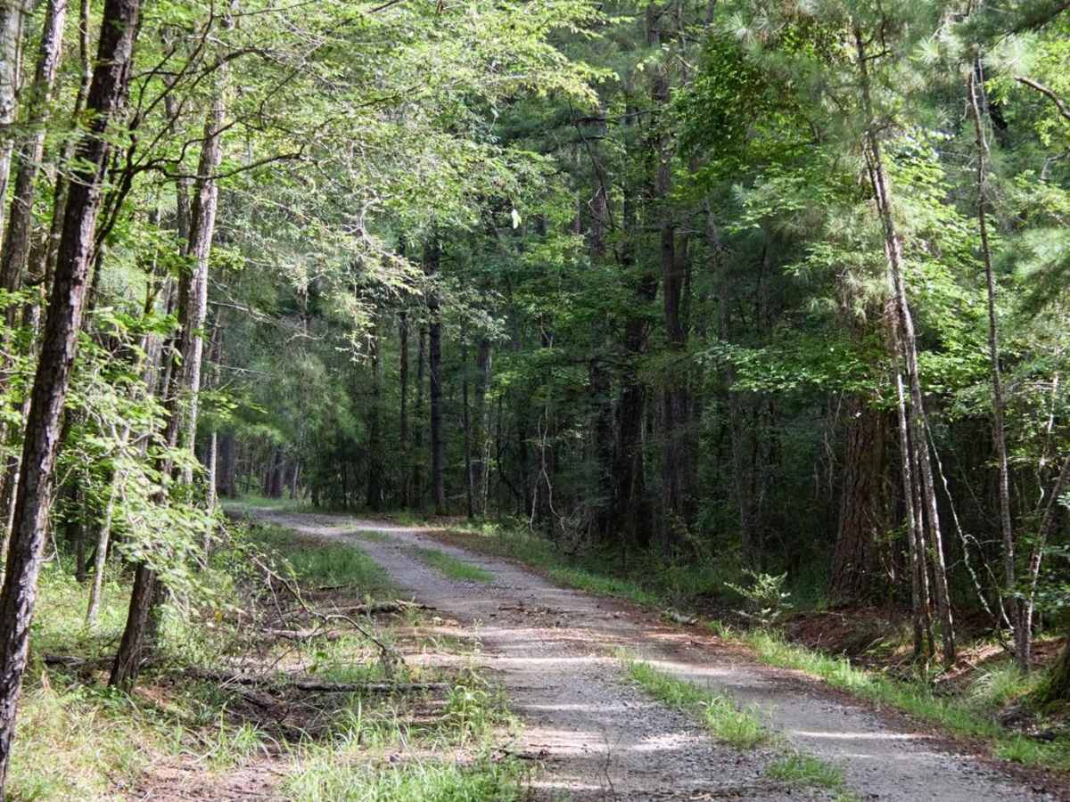 Fireline Road photo 5