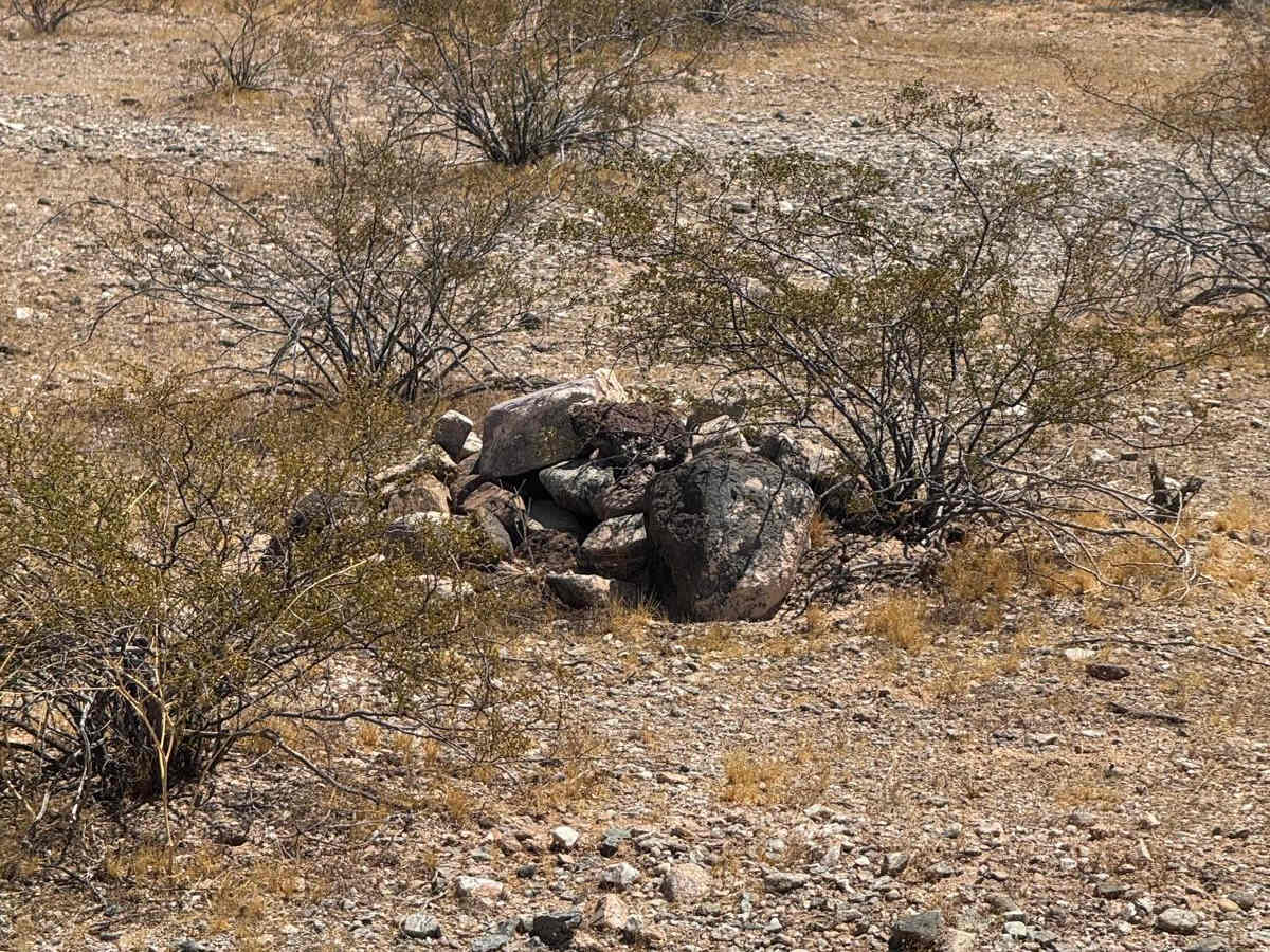 The Buzz of Gila Bend photo 2