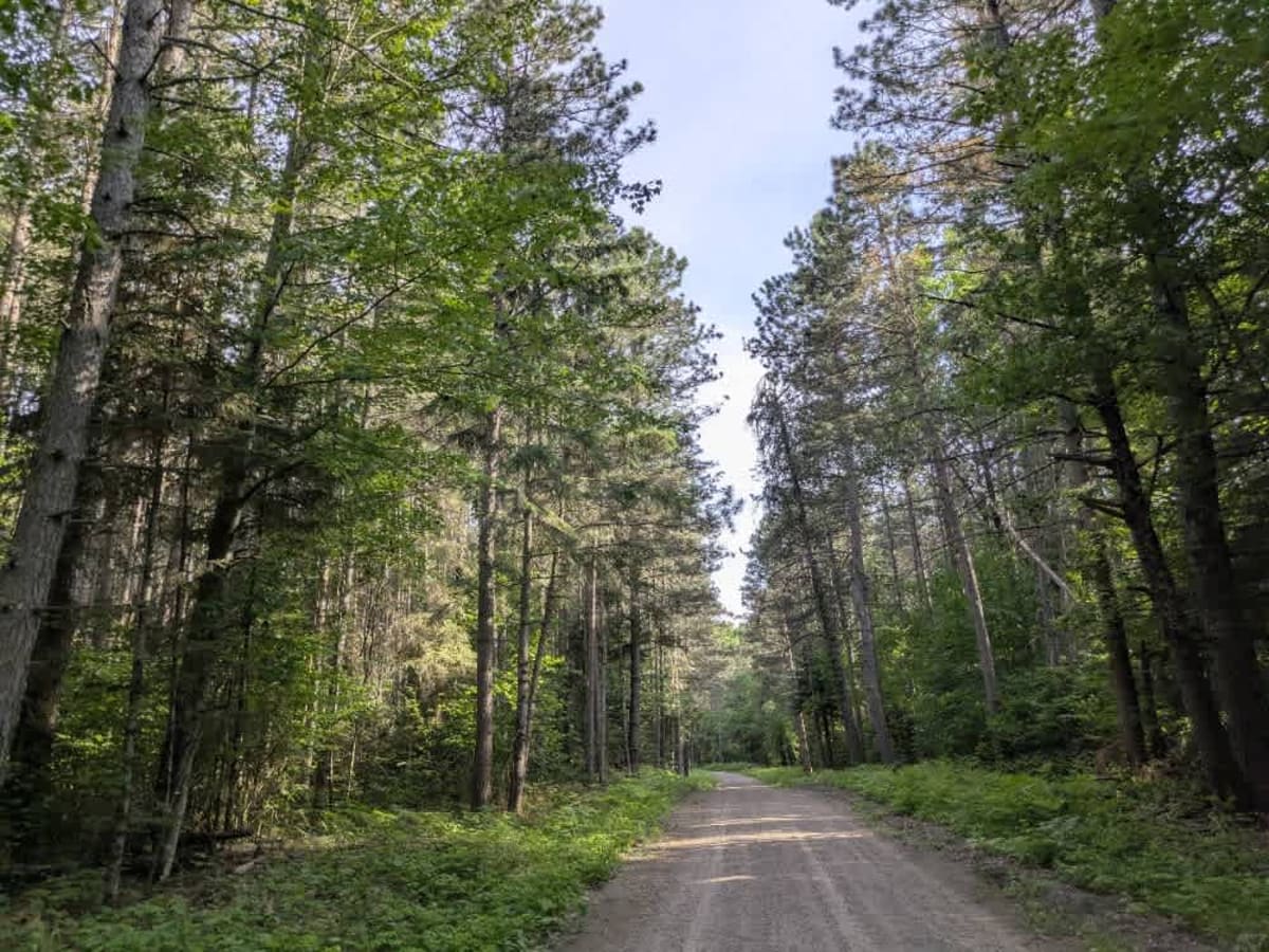 FS 3141 trail photo