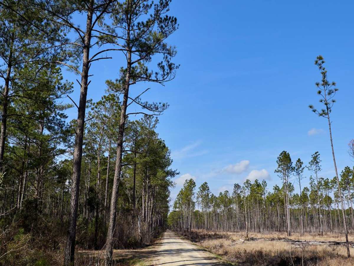 FSR108 - Bullhead Road trail photo