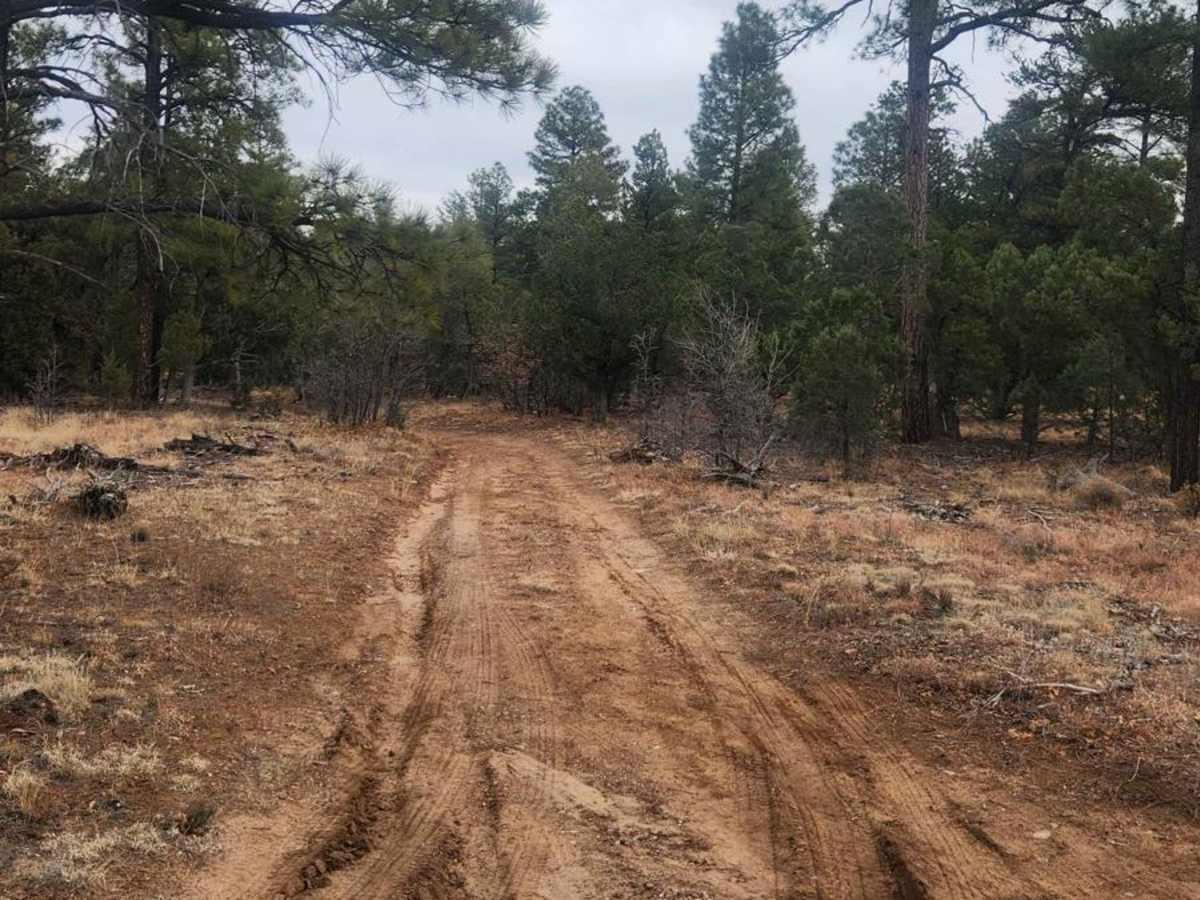 Joe Tank Road (FR136) trail photo