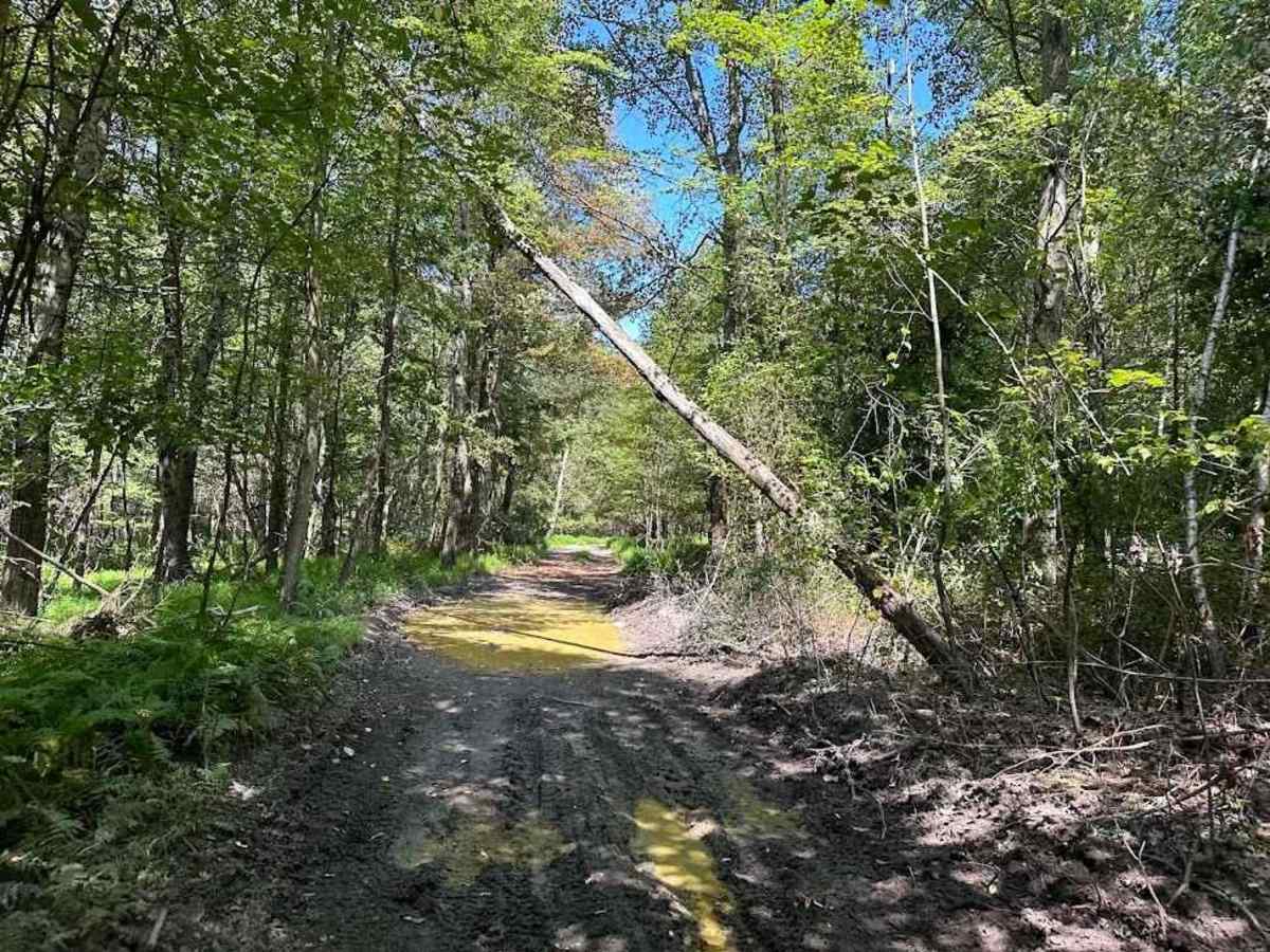 Single Track Blue photo 2