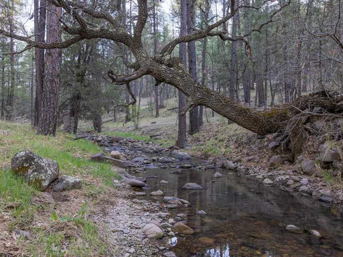 Meadow Creek Road-FS 149 trail photo