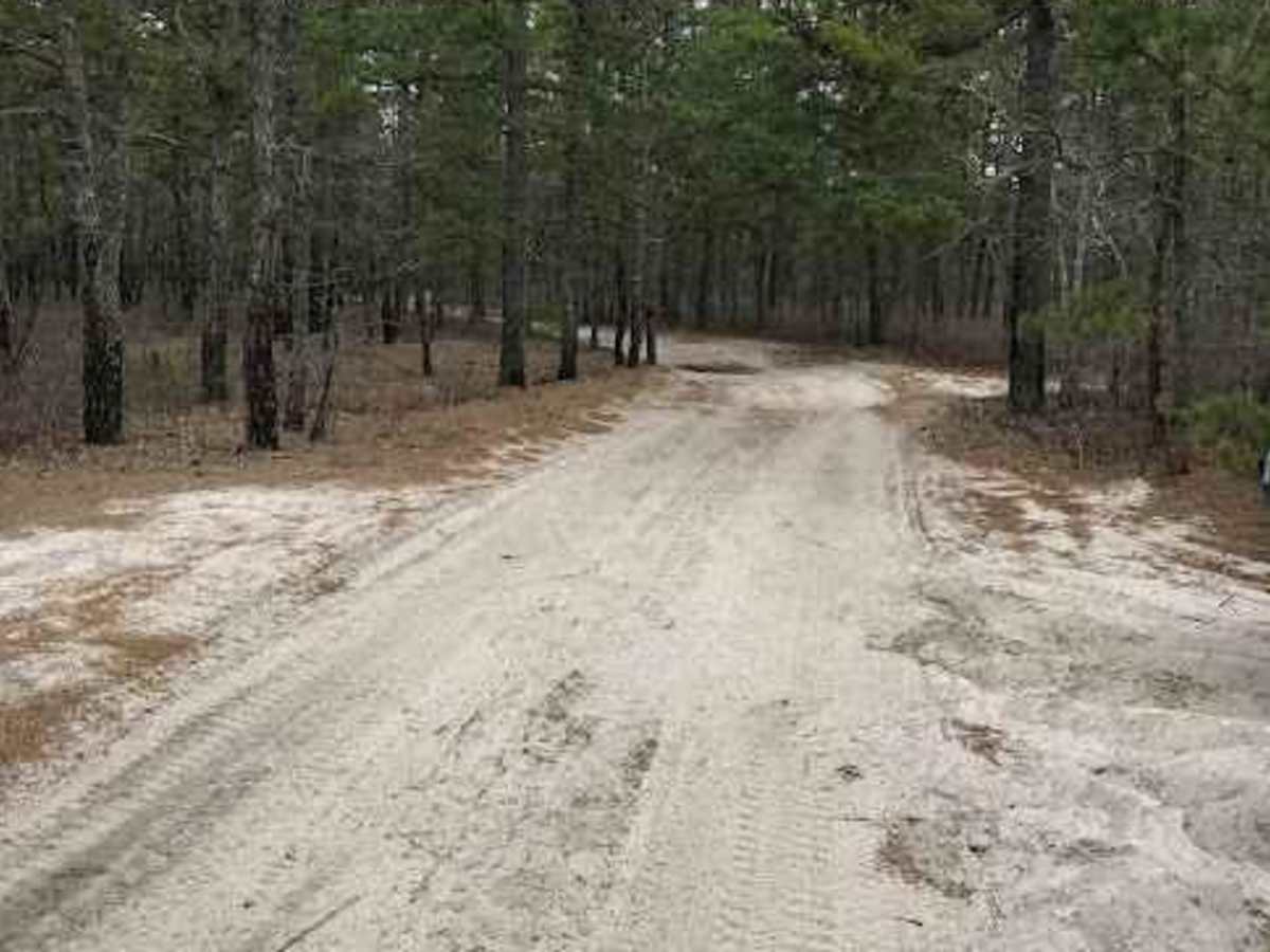 Batsto Fireline Trail trail photo