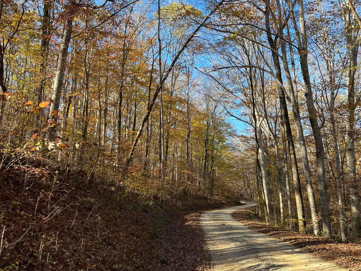 Mountain Springs Road - FS 236 photo 4