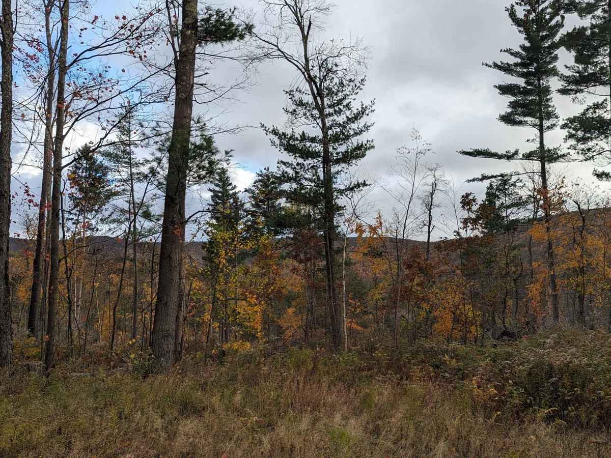 Cowdry Hollow to Comstock Hollow Road photo 4