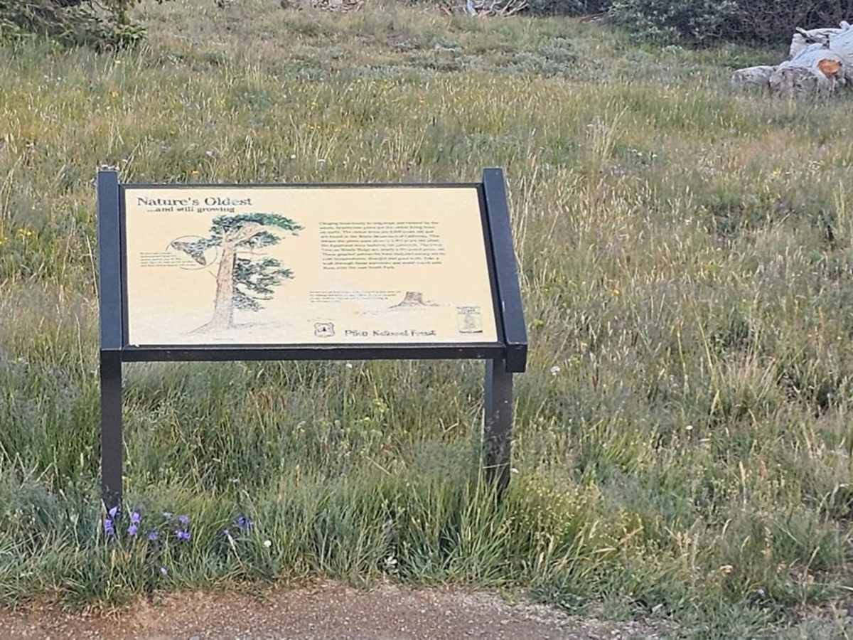Dolly Varden Road (Windy Ridge) photo 3