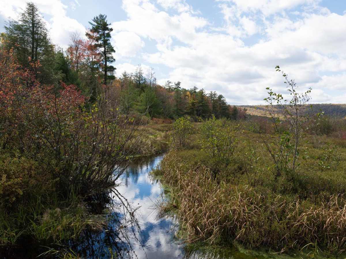 Bear Meadows Road trail photo