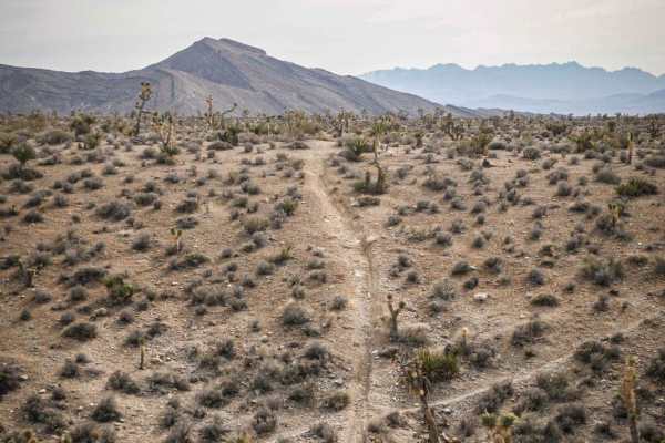 Joshua Tree Trail