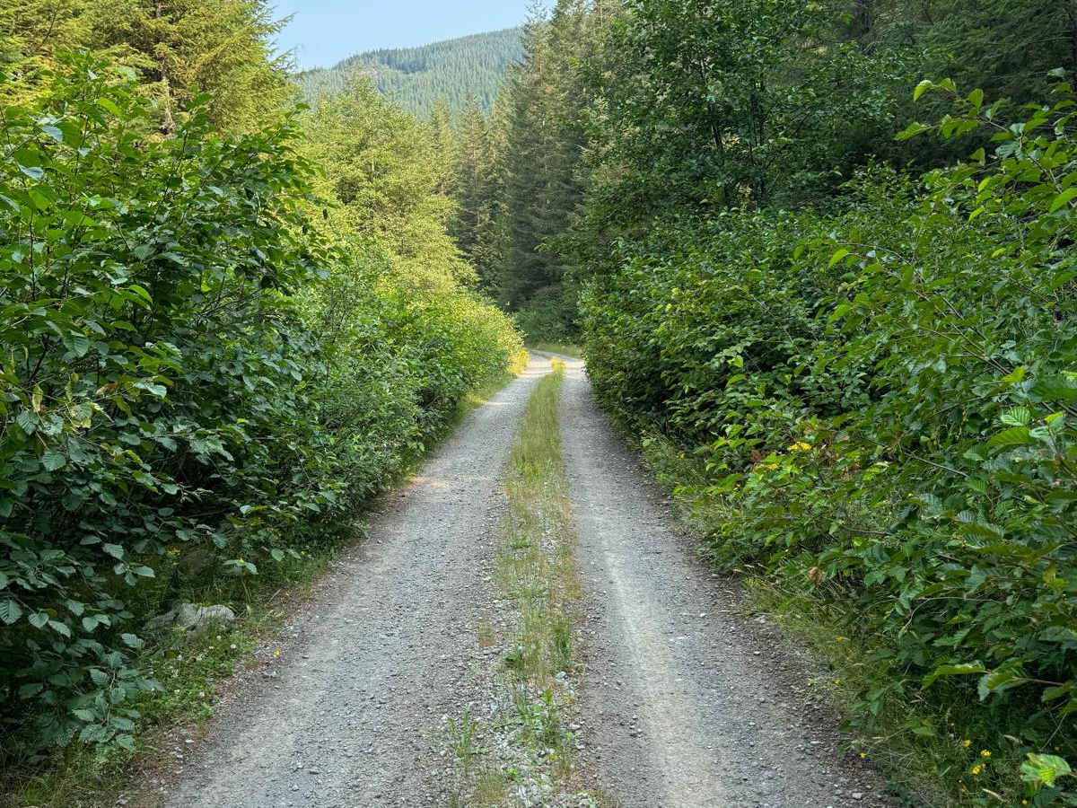 Forest Rd 5400000 photo 4