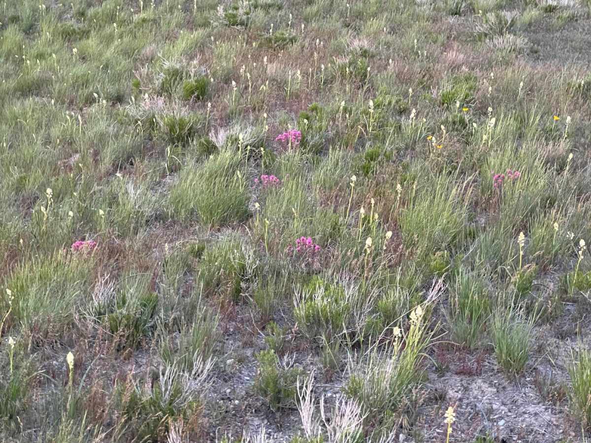 Indian Springs photo 5