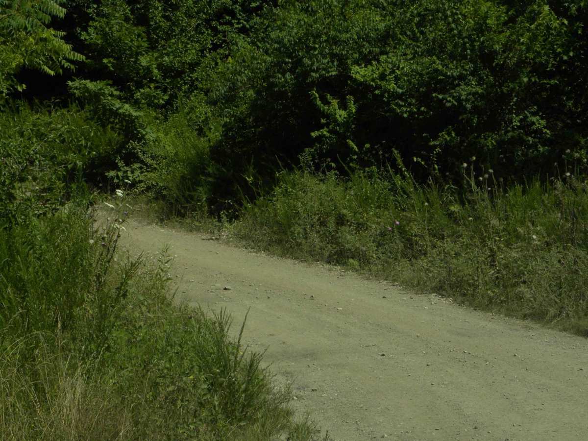 Trail 2C(intermediate) photo 2
