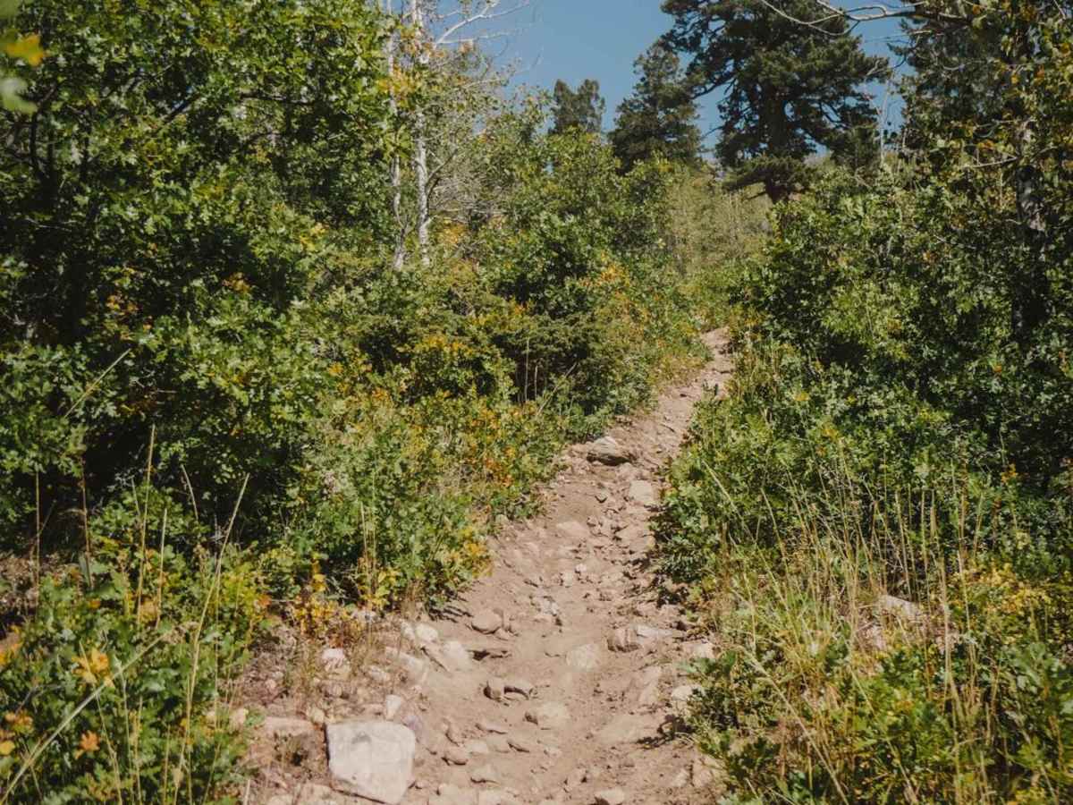 Lone Pine Trail photo 5