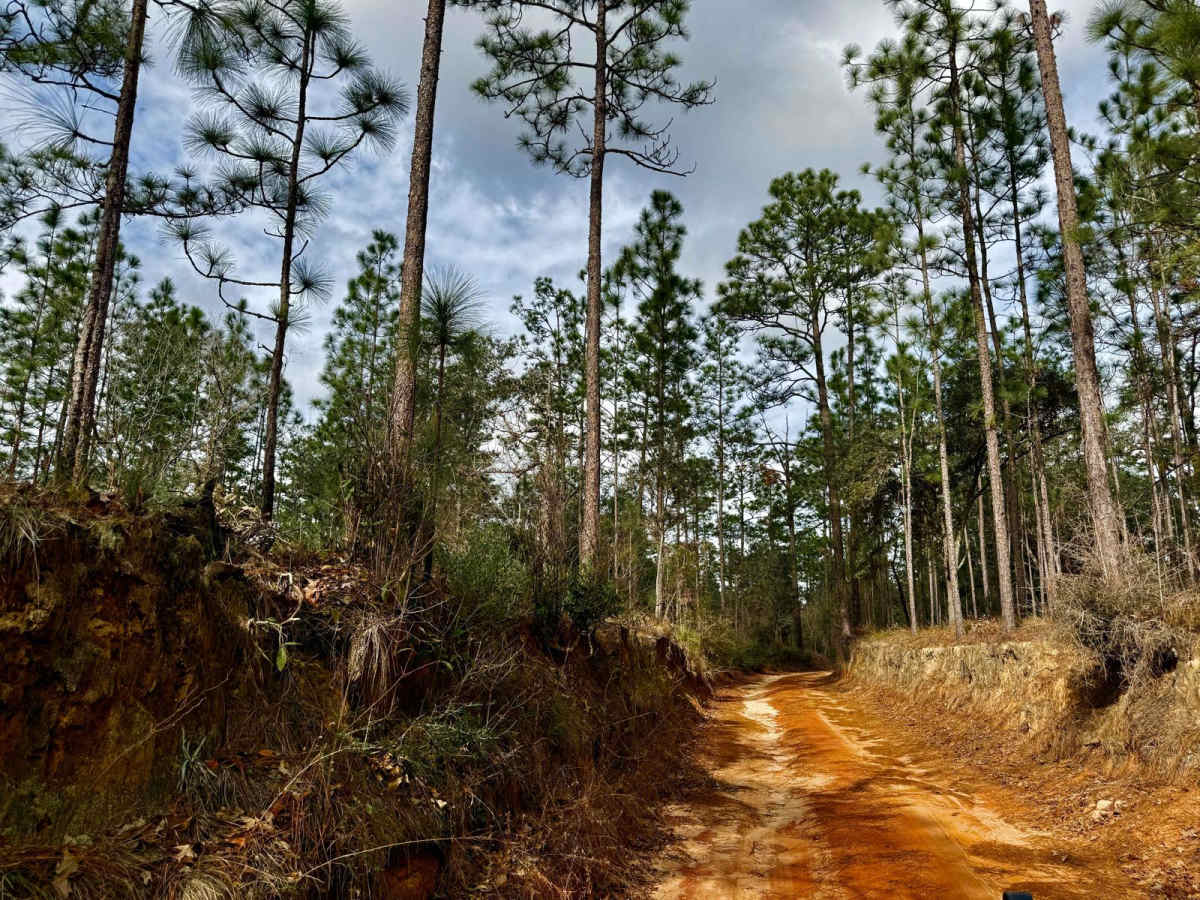 Florida State F61 photo 4