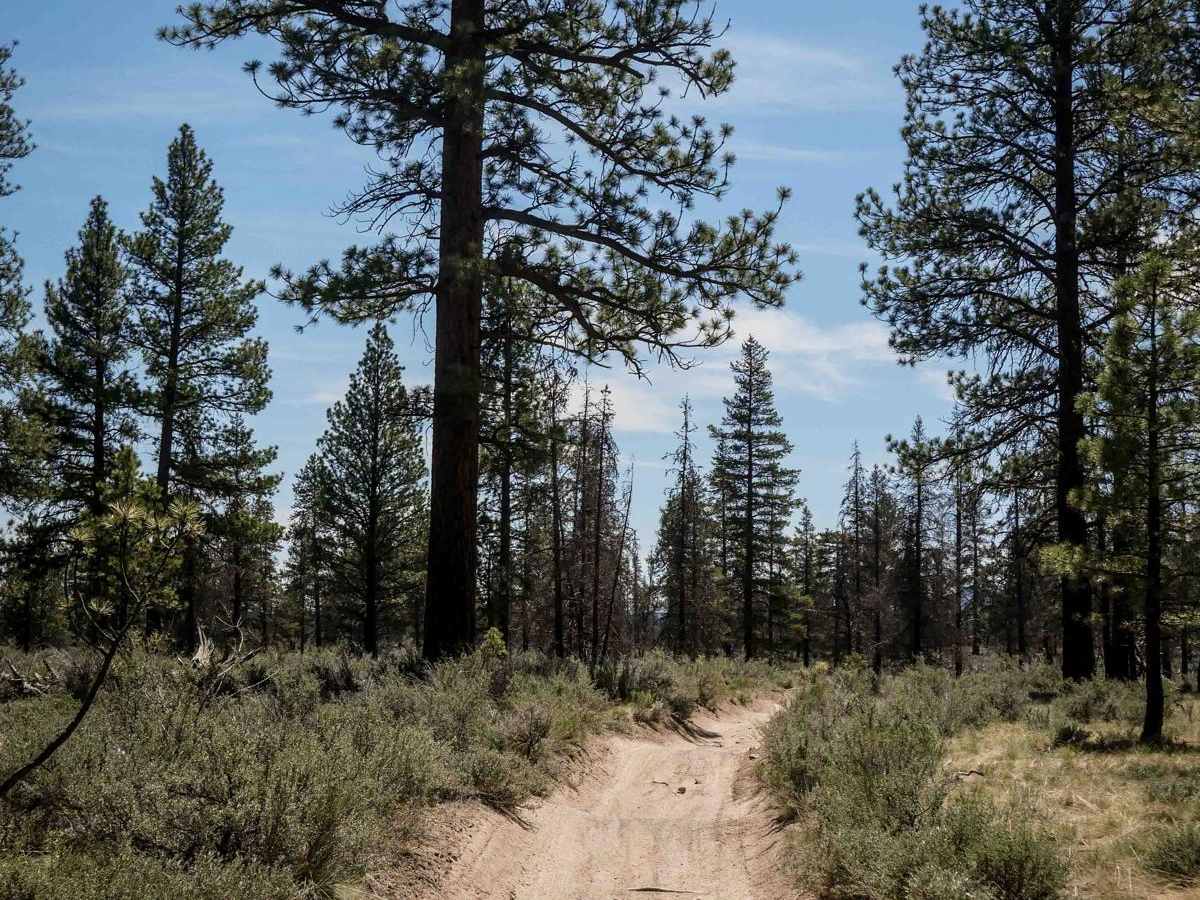 63 trail photo