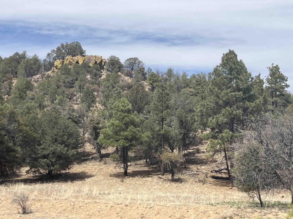 Willow Creek/Shrine Mine Road photo 3