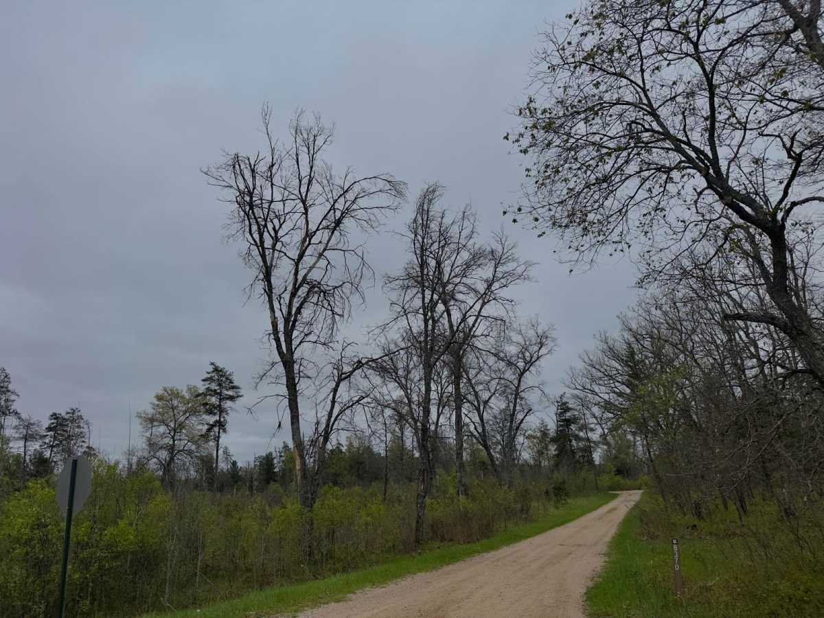 FS 6604 trail photo