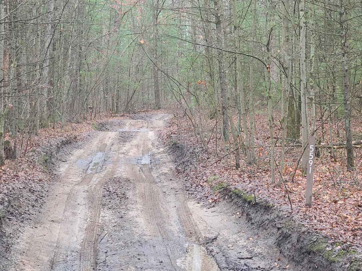 Austin Road to Forest Road 9844 photo 3