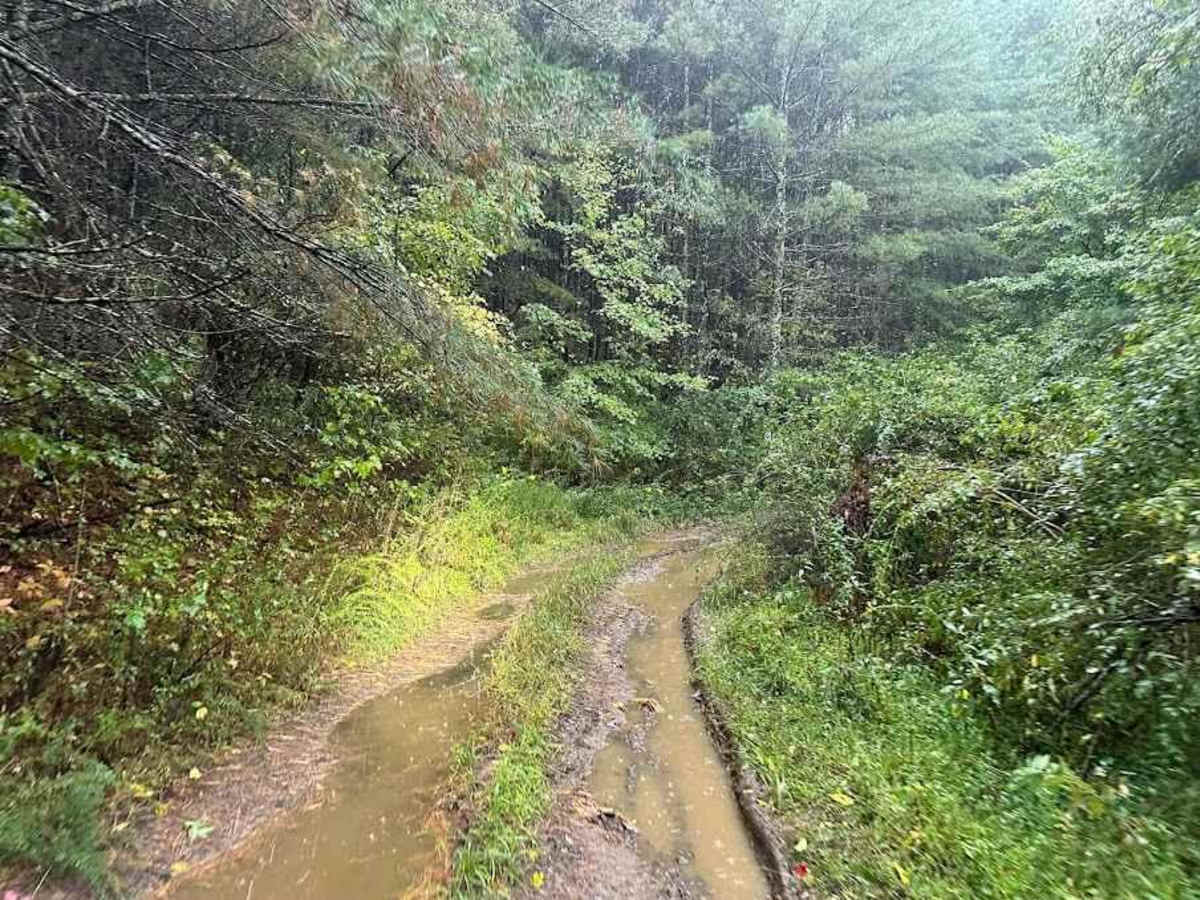 Q/28 Green trail photo