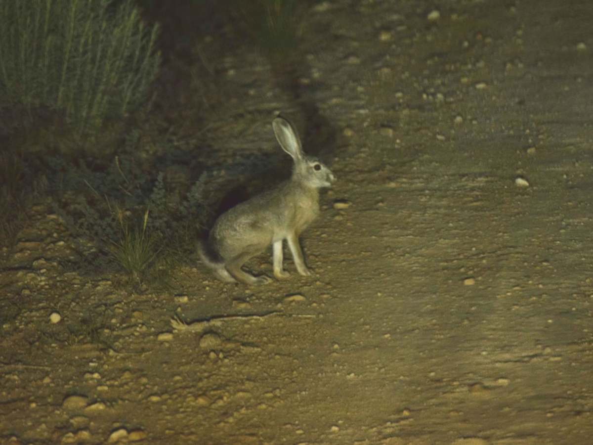Jack Rabbit Ranch photo 5