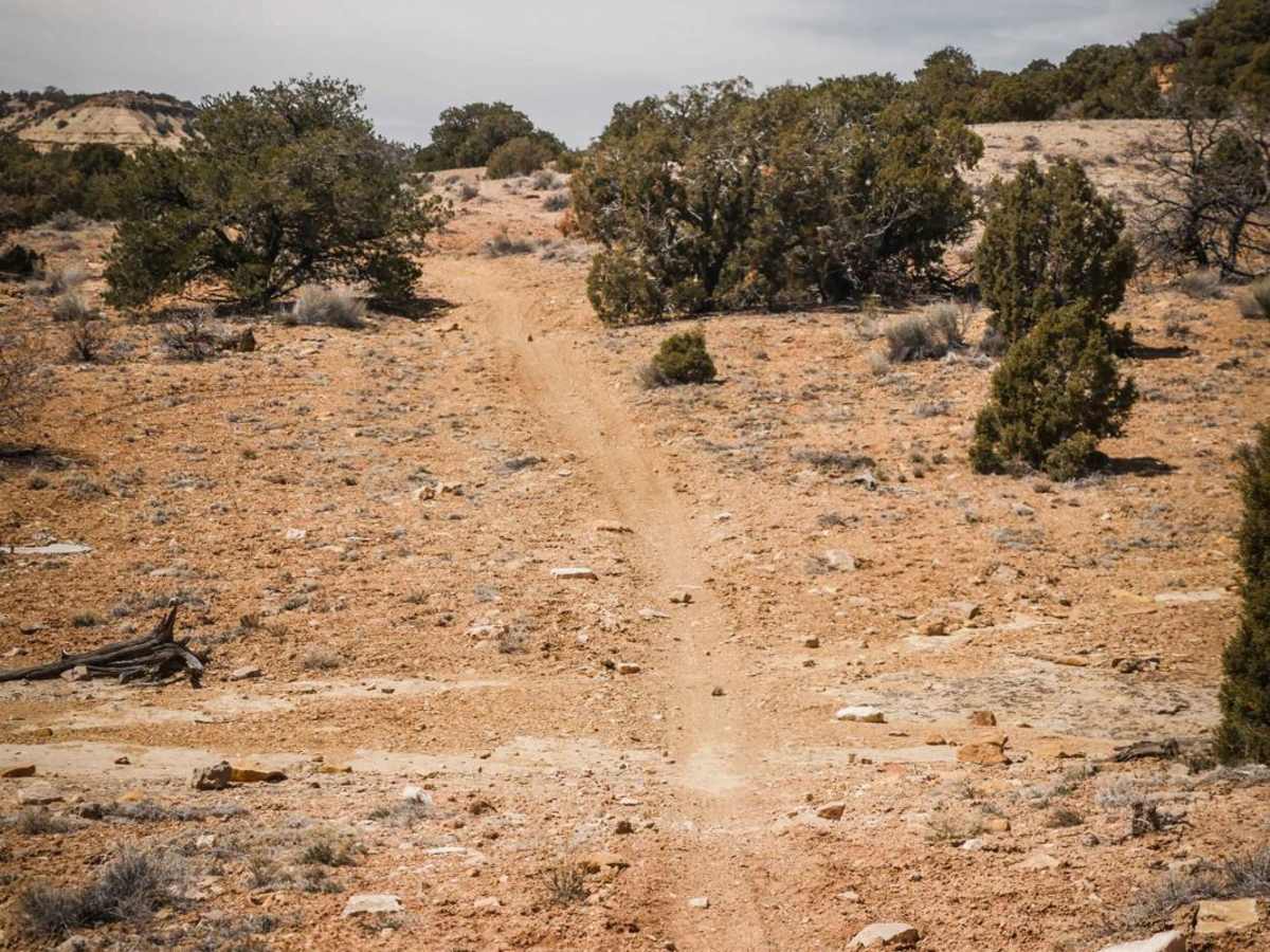 Green Trail photo 3