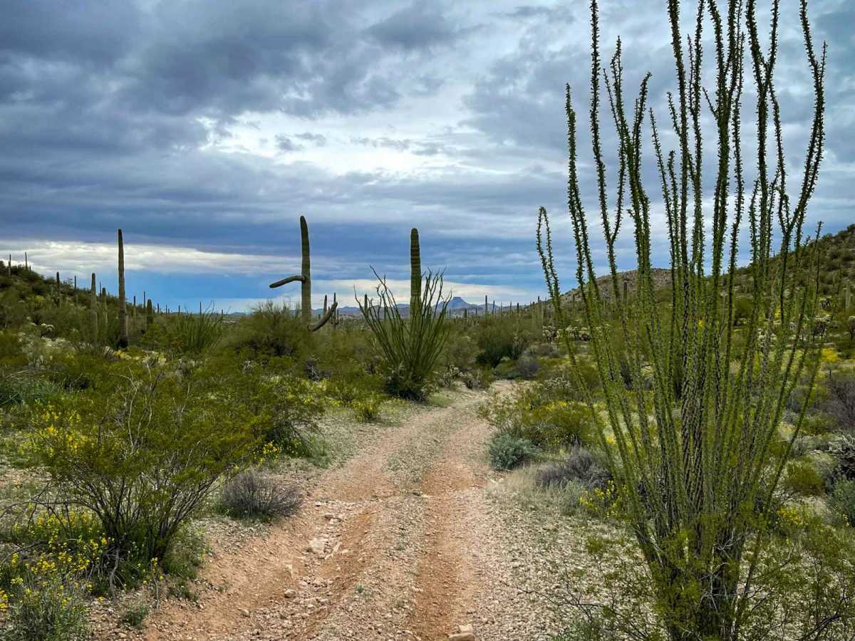 Jackrabbit Trail photo 5