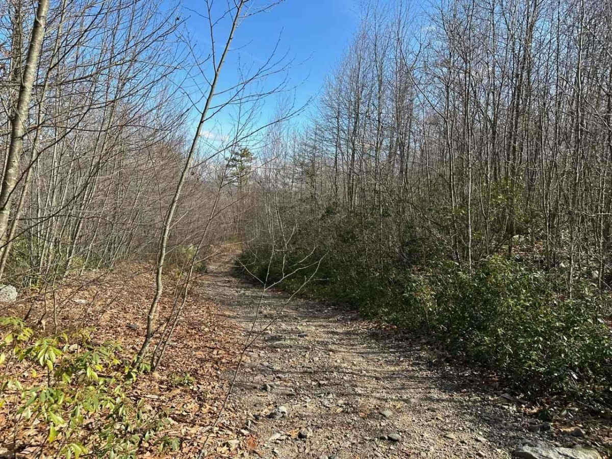 Locust Gap 42 photo 6