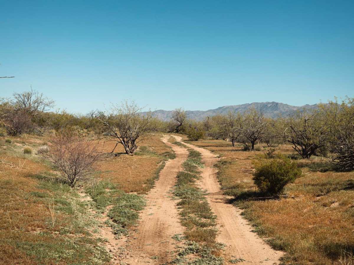 Creosote Forest Run photo 5