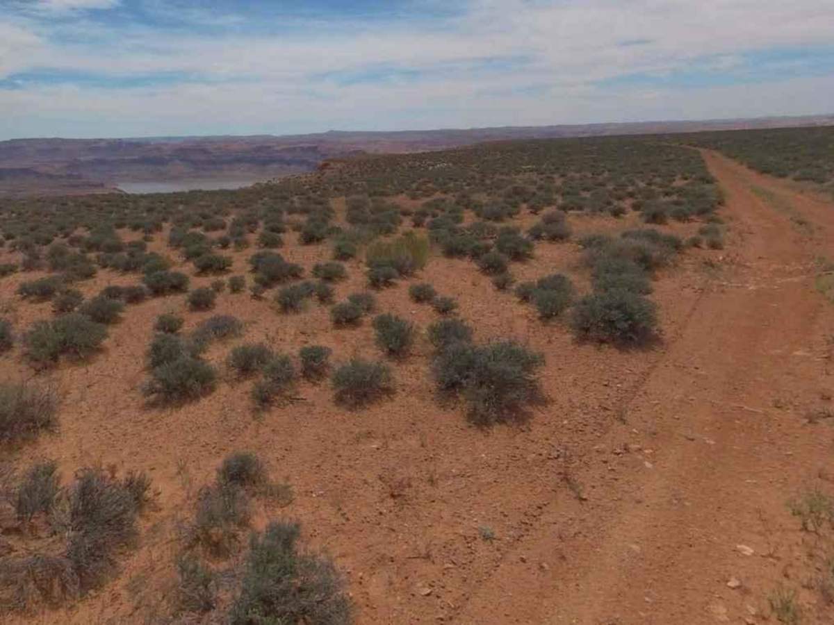 BLM13480 photo 5