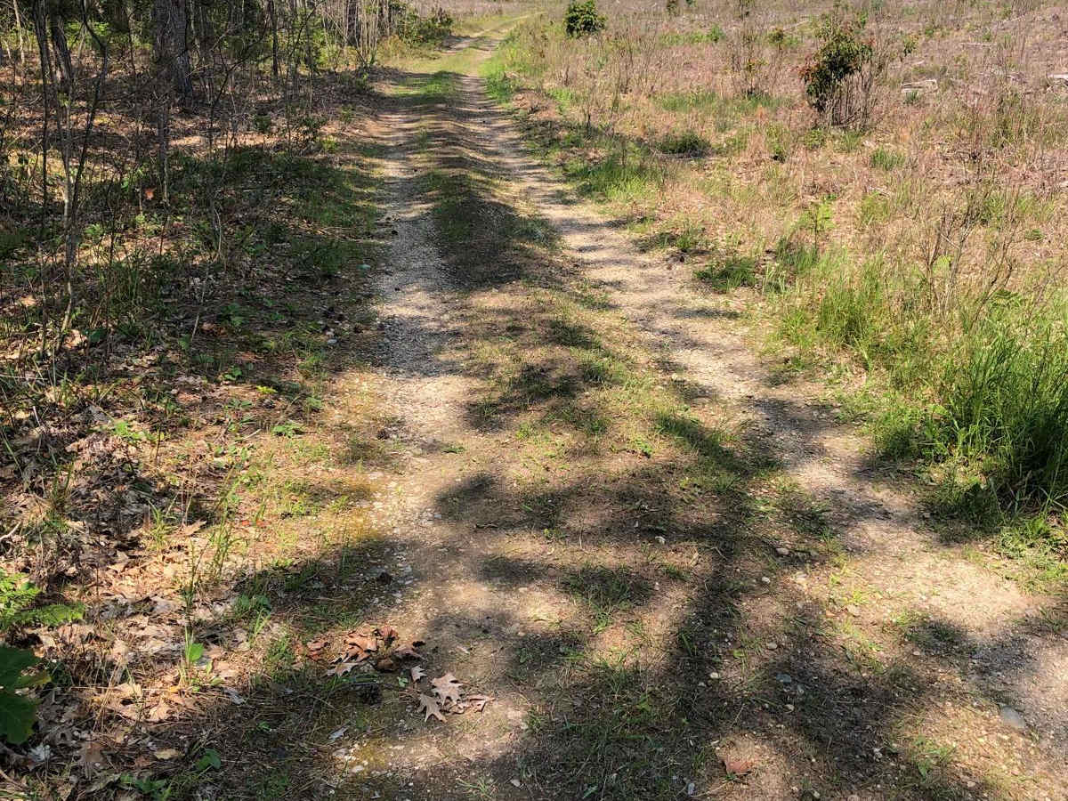Logging Lane photo 5