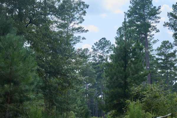 Quail Road