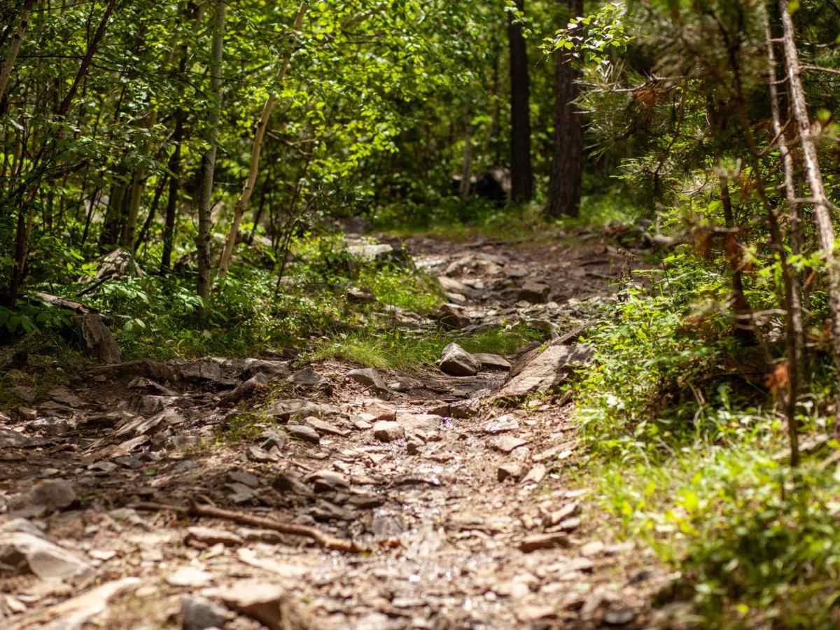 Raspberry Ridge trail photo