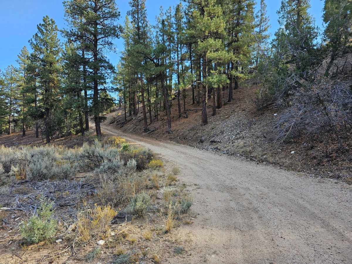 Corn Creek-Stump Springs photo 4