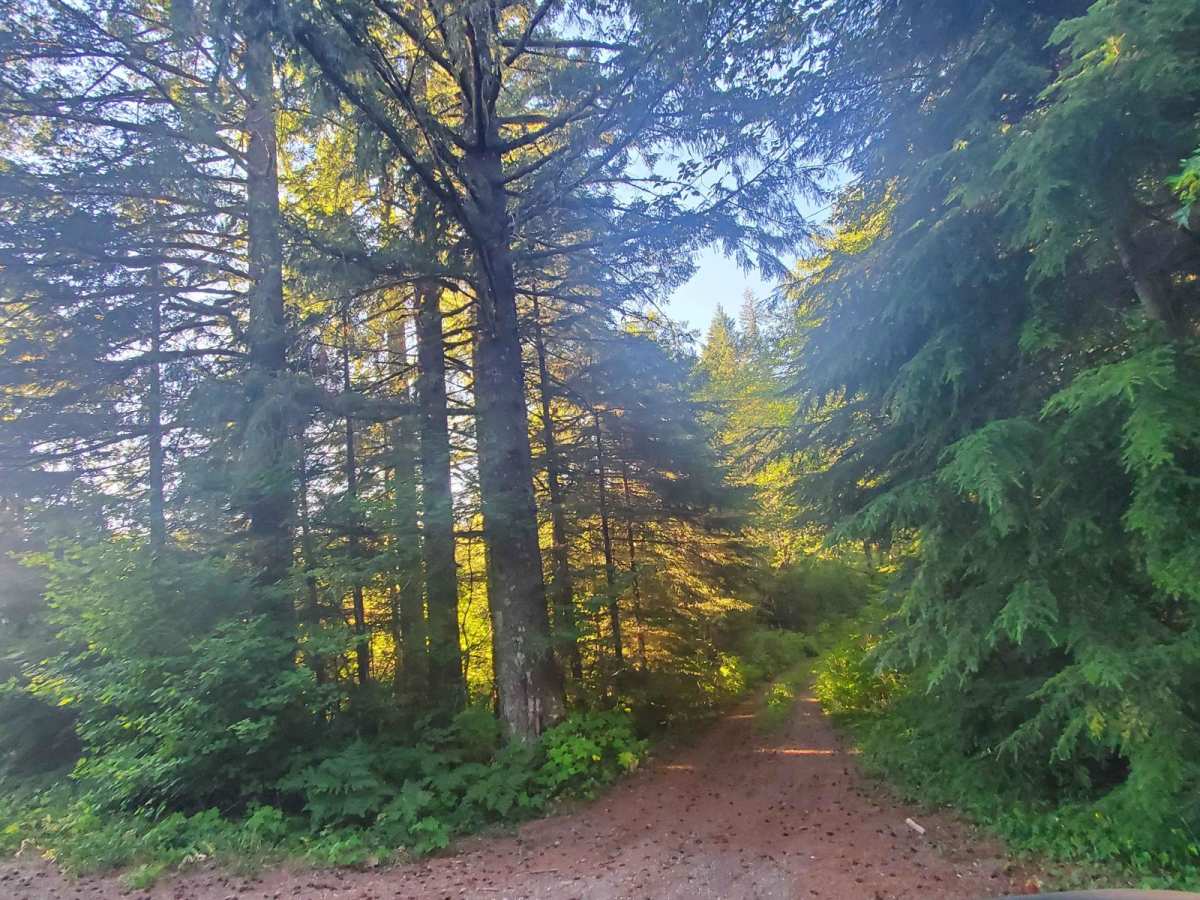 Hunters Bluff trail photo