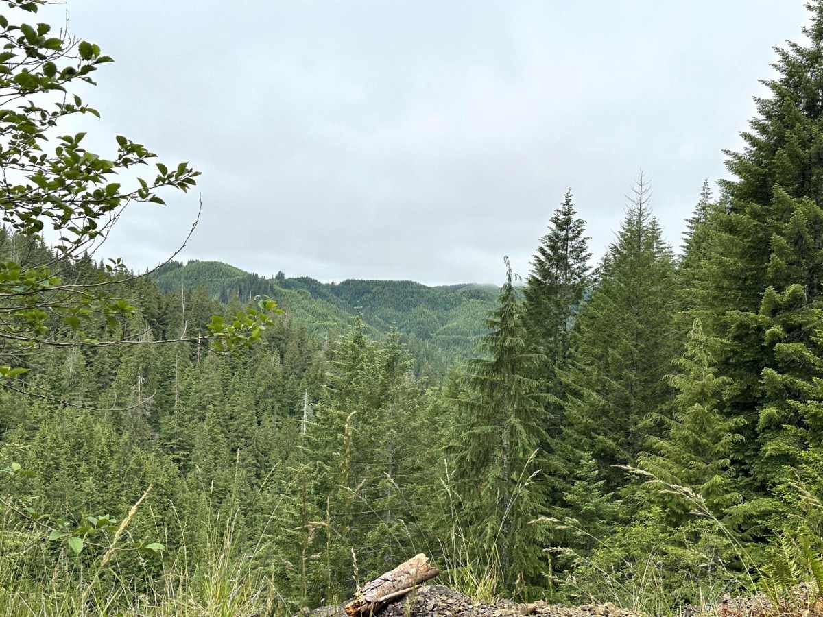 Cougar Mountain Trail photo 2